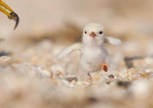 _Paisajes_'s tweet photo. "Ven aqui y dimelo a la cara" (Un pollito enfadado) http://t.co/PNSMUD69LS