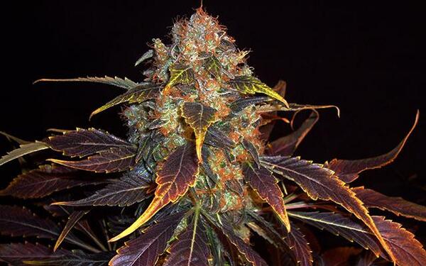 High Times tweet media