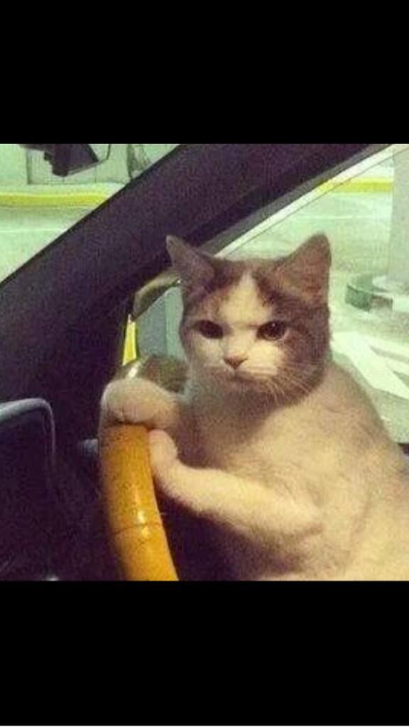 "Get in! I'll explain later"