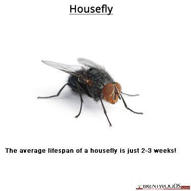 BrentwoodsTutor's tweet photo. Did you know!! the average lifespan of a #housefly is just 2-3 weeks... #insects #k12 http://t.co/inuGpXjIHO
