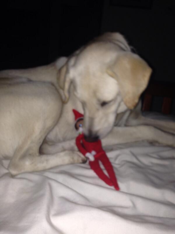 lulusearles's tweet image. Molly tried to eat our elf Dennis. #gettingcoal