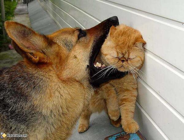 犬）がぶぅ。 猫）やめるﾆｬー