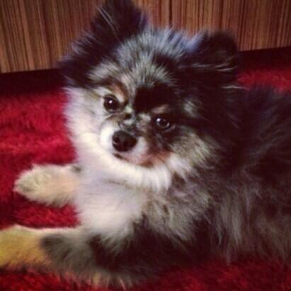 AnneVEverything's tweet photo. Rest in peace dear Anchovy 😢💔 http://t.co/BTautMrsNs