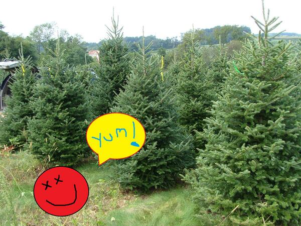1Xtra's tweet photo. Morning fam! Turns out your Xmas tree is a good source of Vitamin C. (Still won't eat though :-/ ) #RetweetRollCall http://t.co/QRs56FBfCT