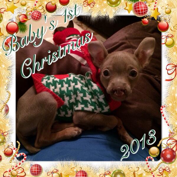 ZeketheCleftie's tweet photo. #puppy #chihuahua #adoptlove #adoptdontshop #furbaby #pets #animals #christmas #holidayphoto #Followme #love http://t.co/uyhmX1ZUUs