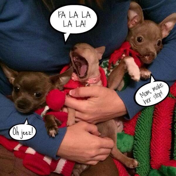 ZeketheCleftie's tweet photo. #puppies #chihuahua #adoptlove #adoptdontshop #furbaby #pets #animals #christmas #holidayphoto #Followme #love http://t.co/92XcIC1rw6