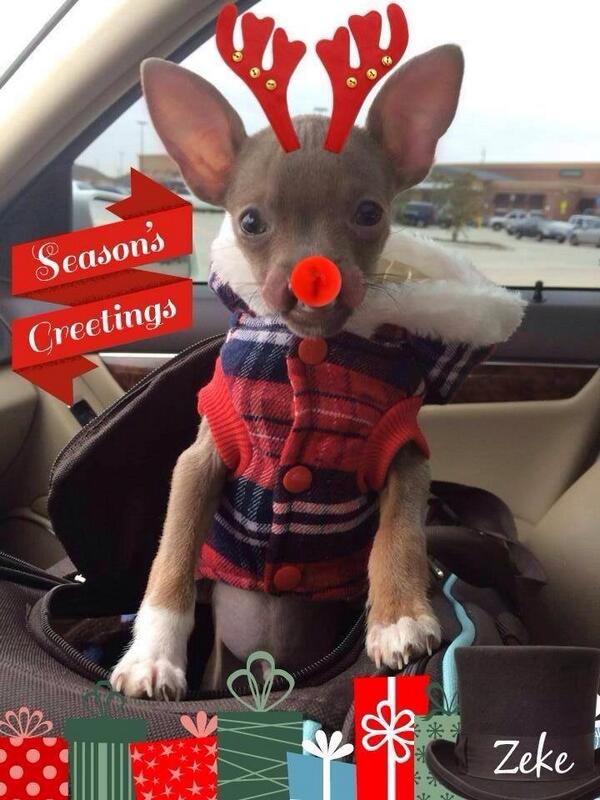 ZeketheCleftie's tweet photo. #puppies #chihuahua #adoptlove #adoptdontshop #furbaby #pets #animals #christmas #holidayphoto #Followme #love http://t.co/YZIXCumfnW