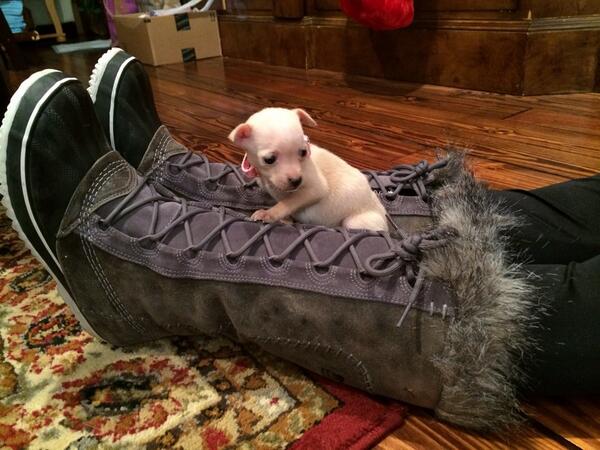 ZeketheCleftie's tweet photo. Haha I'm safe with mommy! #puppies #chihuahua #adoptlove #adoptdontshop #furbaby #pets #animals #Followme #love http://t.co/jBRneh7R5J