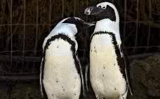 TelediarioGT's tweet photo. CURIOSO: Descubren pareja gay en zoológico de Israel. Dos pingüinas deciden anidar juntas "el resto de la vida" http://t.co/9VEjeKMbry