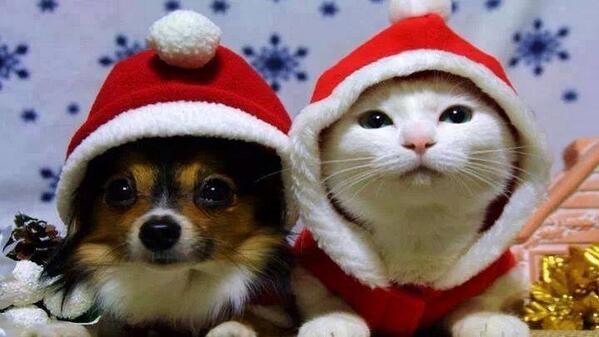 Embedded image permalink