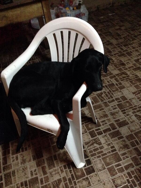 betosasso89's tweet photo. Hasta el perro ta tirao jajajaja http://t.co/AekBteX0Tz