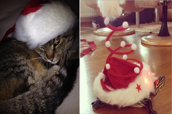 OnodigtMenKul's tweet photo. GOD JUL! 
Som det pratades om i senaste avsnittet så ska vi utse vems husdjur som är finast i tomteluva! http://t.co/O5huIonoaV