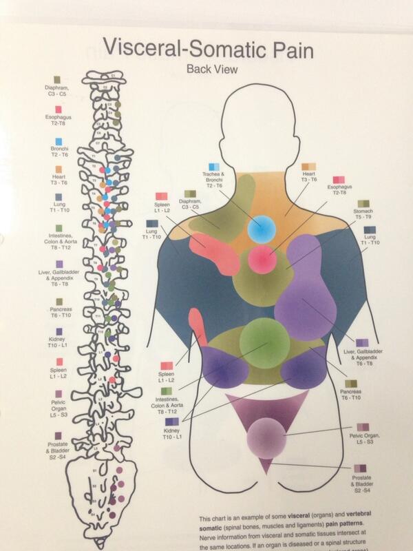 金本裕子 コグマ V Twitter 本日の臨床業務 終了です 内臓系の不調は 背骨にも現れます 背骨の図のカラーの部分に押すと痛みが出ます ぜひ 早めにメンテナンスで解消しておきましょう 明日も恵比寿でお待ちしております Ebisu Http T Co Y8nrdflrxb