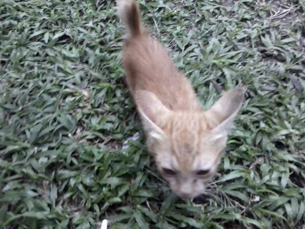 dimaswae's tweet photo. Kasian ini anak kucing http://t.co/UP0ZhIRddH