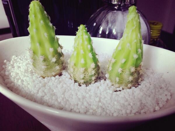 miitoxin's tweet photo. @s__u__n なっちん、おそろー( ´ ▽ ` )ﾉ
でも、わたしのカタチ変…(´･_･`) http://t.co/kFVlFZ7jgB
