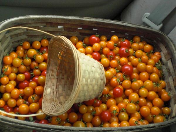 ColchesterFM's tweet photo. Share your joy &amp; bounty this holiday season! Parsons Farm, Colchester http://t.co/vMuwvrQSxp