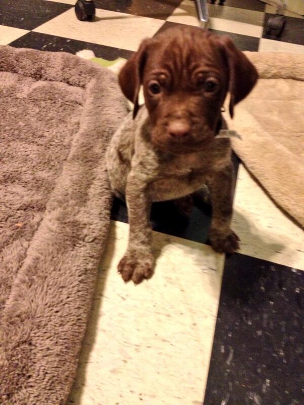 bav's tweet photo. My pup, Popper, says "hi." #puppies http://t.co/4cinWckrui