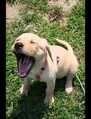 可愛すぎる犬 画像bot Kawaisugiru Dog Twitter 可愛すぎる犬 画像bot Kawaisugiru Dog Twitter