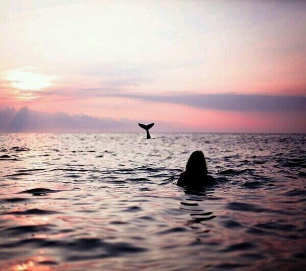 FishPorns's tweet photo. Humpback whales in Hawaii.  ` http://t.co/uMft10jQSP
