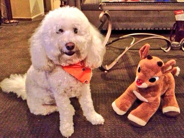 Mr_Woofy's tweet photo. Special Christmas Eve woof-out to @muttsonamission - woof! #12woofsofchristmas #winstontweets http://t.co/JKQobeH24s