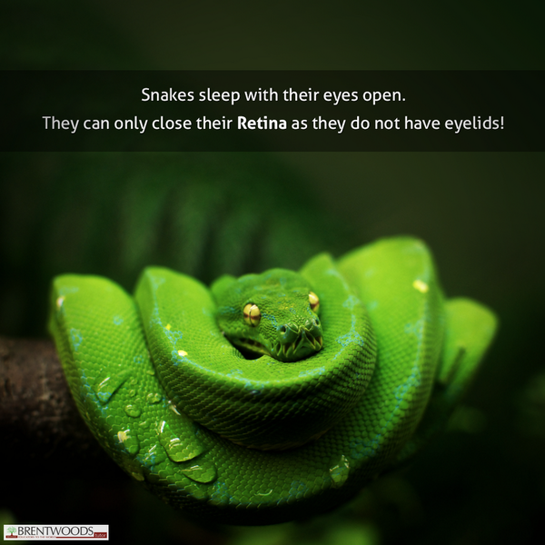 BrentwoodsTutor's tweet photo. did you know that snakes sleep with their eyes open....#k12 http://t.co/hghxbE9Di6