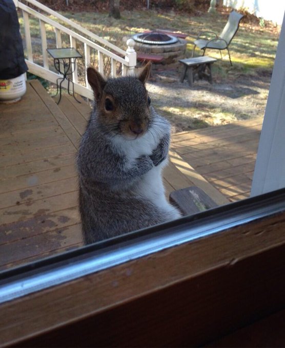 Awe this little guy just hanging out on our window peeking in for about 20 min hahhaha so adorable 😊<a href="/tag/playboy"class="tags"><span>#playboy</span></a><a href="/tag/playboymx"class="tags"><span>#playboymx</span></a>