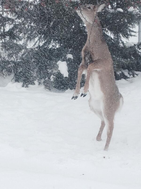 Just a little deer eating berries of my parents tree!! #northernmn #snowyday #christmaseve