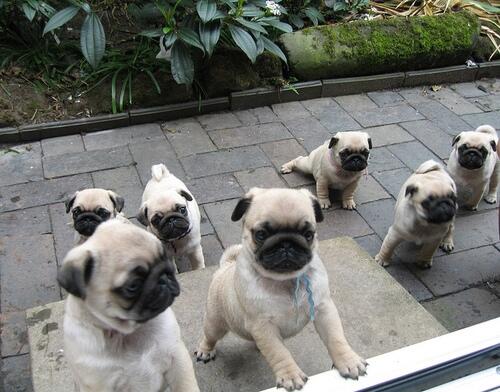 YourBabyAnimals's tweet photo. Pug party https://t.co/yBPpgvqkYP?