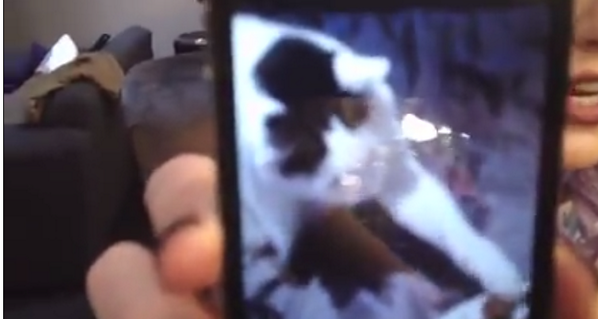 PradaAndJack's tweet photo. "This is my cat" http://t.co/RIwlFPWd7U