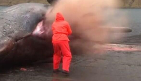 emthemuffinman's tweet image. Me after dinner right now... #explodingwhale