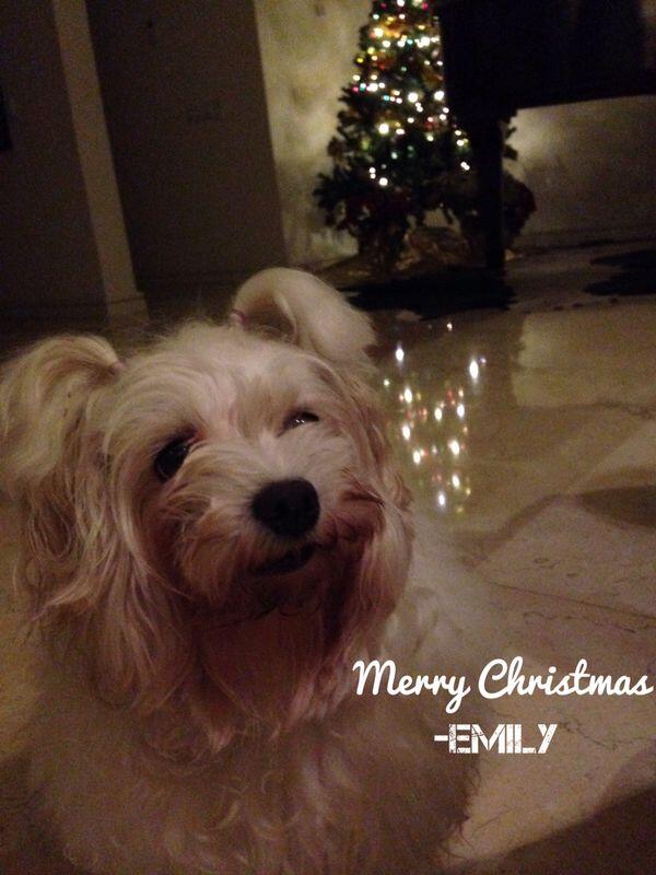 philipmantofa's tweet photo. Mewakili keluarganya, Emily Mantofa ingin mengucapkan "Selamat hari Natal" kepada anda semua. http://t.co/Y6QMy4d1B3