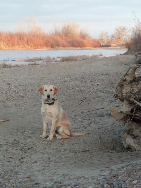 anutterTCO's tweet photo. @Topcaliberoutdo @quackkeeper our dog gauge only 8 months old and already a boss thanks to TCO pro staffer mike! http://t.co/iGEvgIXchN