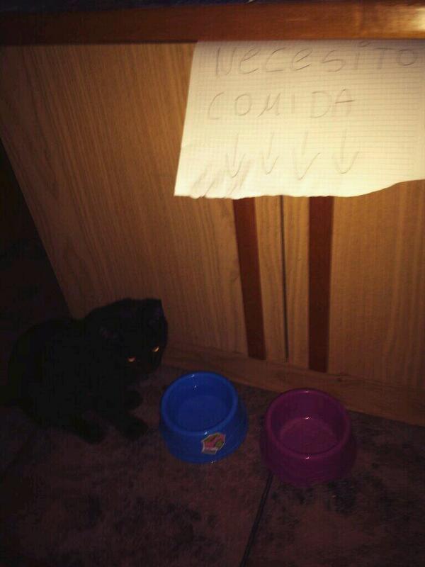 auronplay's tweet photo. Sigo sin entender qué coño quiere mi gato, intenta decirme algo pero no lo pillo, ayuda joder. http://t.co/K1laKPg0LD
