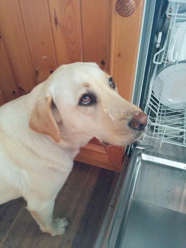 Now I know it's xmas. Just finished mums yoghurt. A little left on my face. Need a longer tongue. #labxmas #labiam
