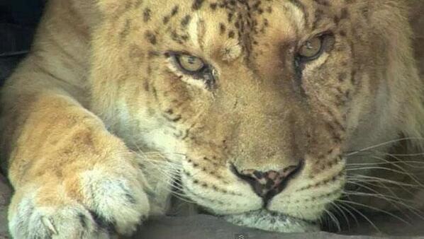 画像大量につき注意 こんな顔されたら一晩で法隆寺建てられちゃうよ選手権 9ページ目 Togetter