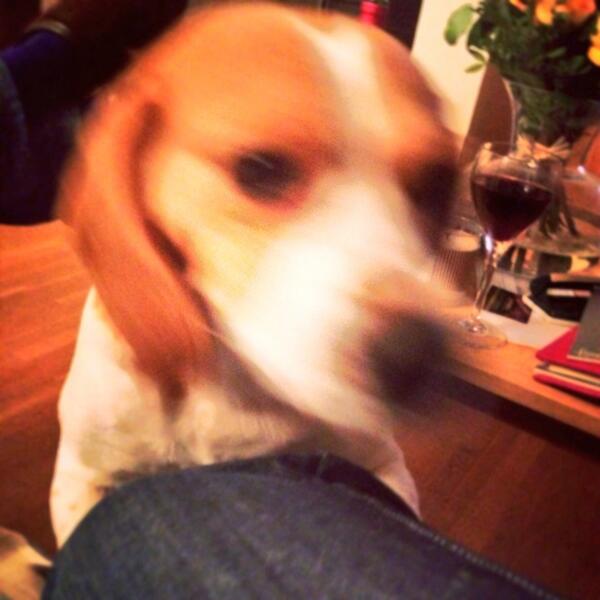 bettyzebeagle's tweet image. Merry Christmas one and all! Festive humping to celebrate the hoomans' return from work #speedhump