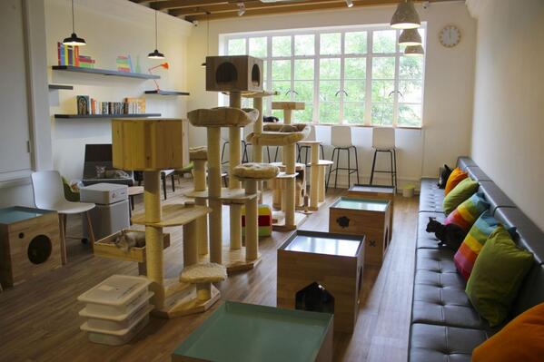 NirmalaEmam's tweet photo. “@TODAYonline: Singapore’s first cat cafe opens today. Video: http://t.co/oncBtAg0qM http://t.co/no15RZqjNf” @attilaemam - love this!