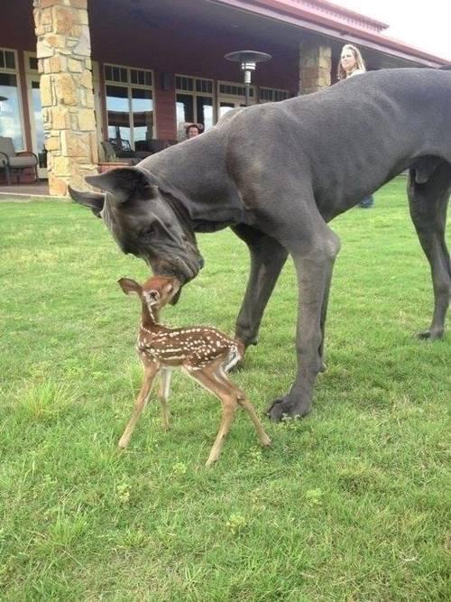 GJGunit's tweet image. “@nakedwriterlady: The best picture ever! http://t.co/lBW96EDd8S” thats just #awesomen#bambi and a #mastiff #insanity #nature is #weird cool