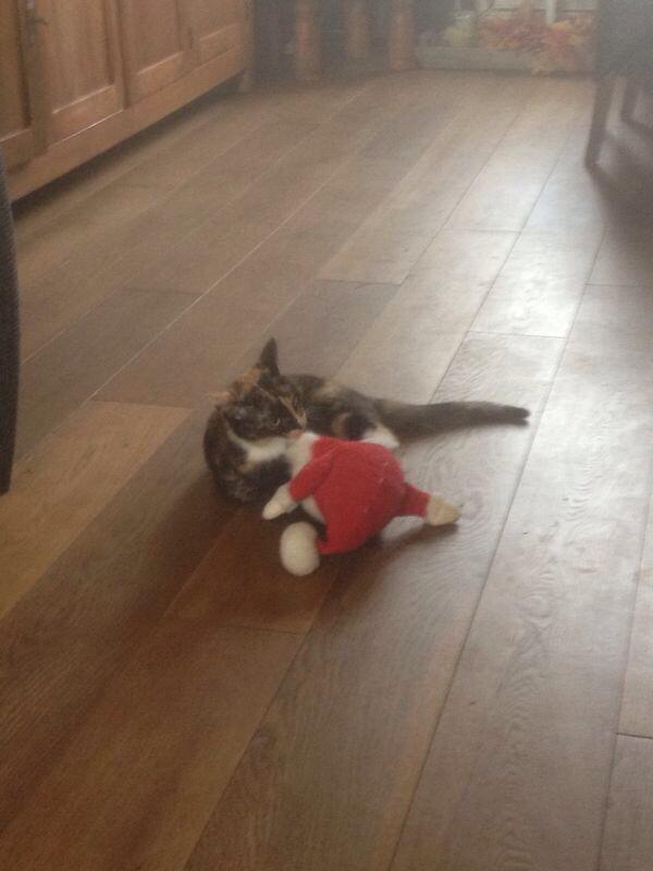 Mijn kat heeft zojuist de kerstman gekilled! Tot zover happy christmas