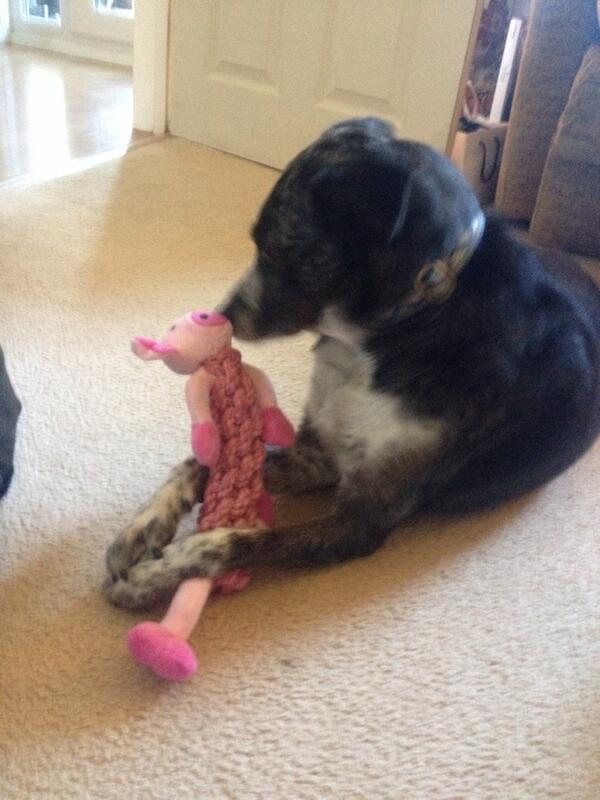 blue_bell01's tweet photo. New toy for Christmas http://t.co/ZR2lXyUtmH