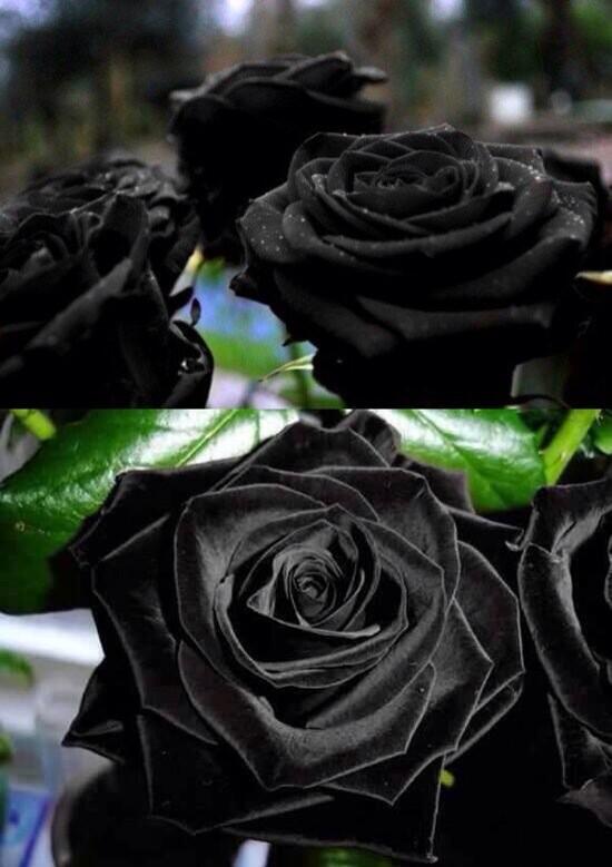 Саженцы черной розы. Халфети Блэк Роуз. Черные розы Халфети.