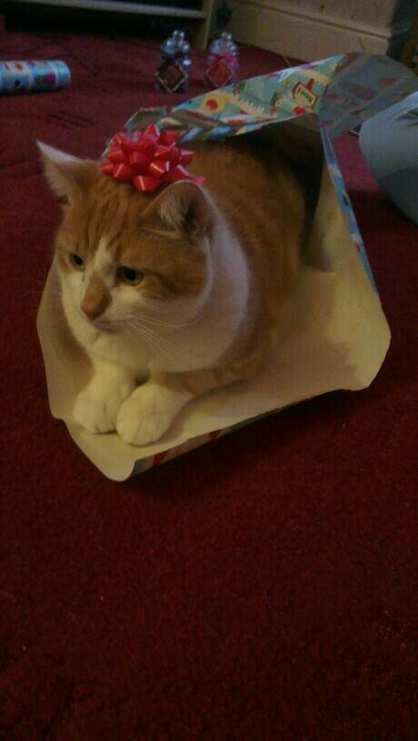 nervousbreakdan's tweet photo. Got a cat http://t.co/TW8TgGi4hZ