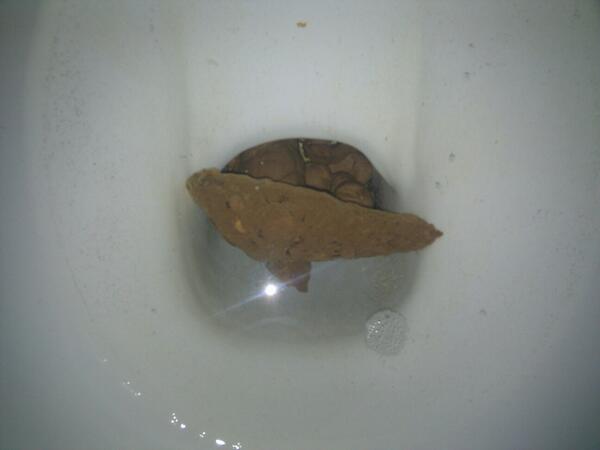 ViewMyPoo's tweet photo. Small. Take a look... http://t.co/z8uKj902g3