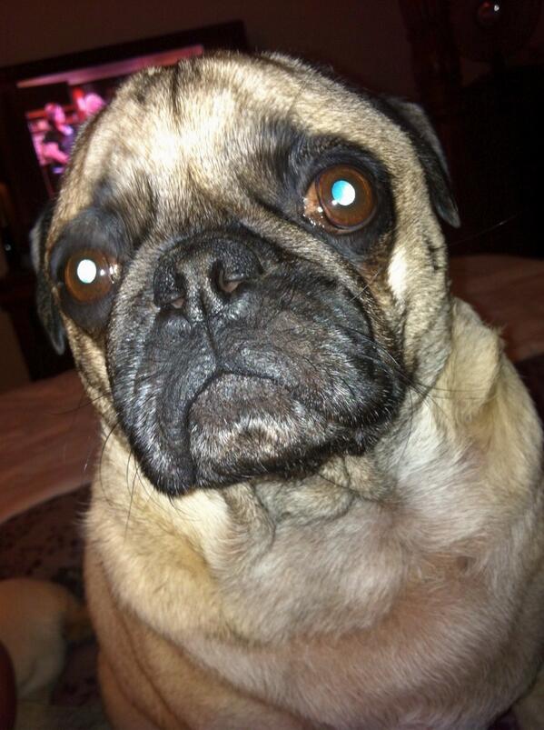 jackmarginfl's tweet photo. @ArtieThePug Merry Christmas #puglife 
Love from Rocky! http://t.co/Oe6FUl4HSx
