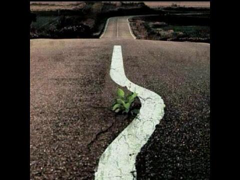 TheGymOfficial's tweet photo. From the concrete, who knew a flower would grow! http://t.co/y0VdGrc959