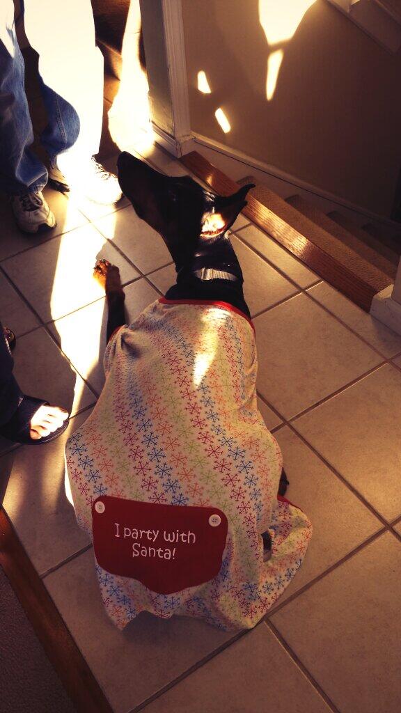 Jim_MasterTech's tweet image. #Christmas morning. Someone just got out of bed. #doberman