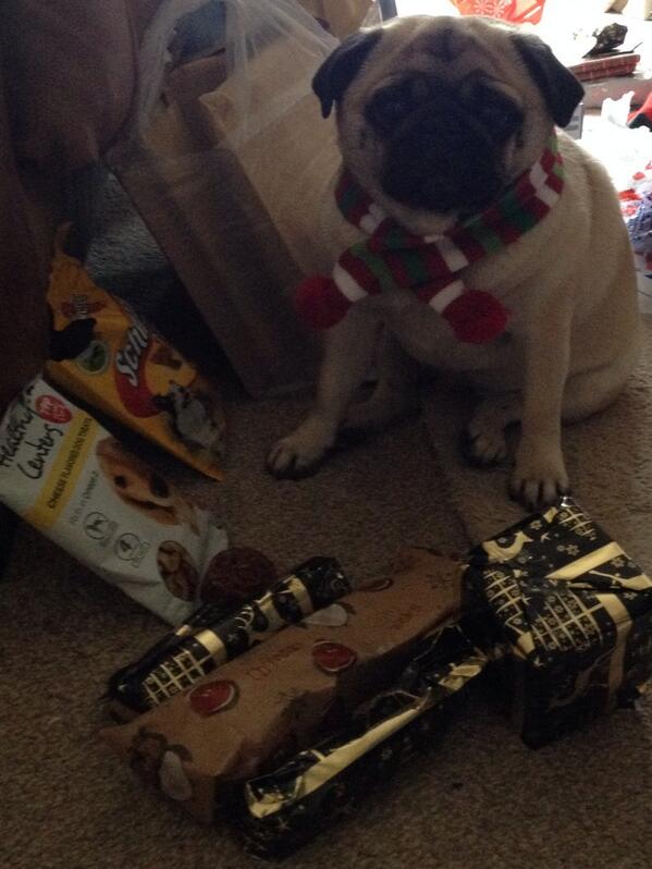 beth_wxm's tweet photo. One spoilt pug!! ❄️ http://t.co/XBIjThseIV
