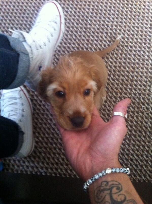 LiamMcCall23's tweet photo. My little stocking filler 🐶🐶🐶 http://t.co/Q0InjnOxpZ