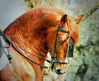 teobermejo48's tweet photo. El alanzan mas vonitó. De España http://t.co/fRCaO19MXC