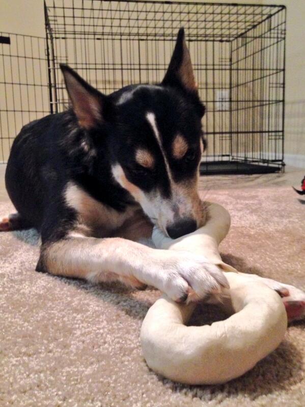 BullittMP's tweet image. Big bone!